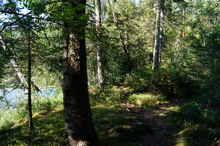 Wald_Pfad_See