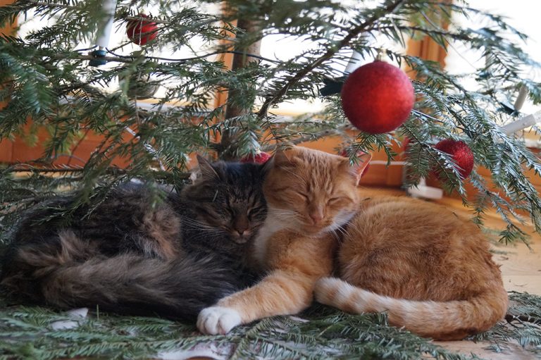Weihnachten_Katzen