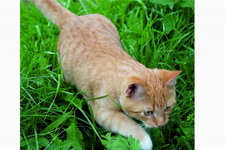 Kater auf Beutezug